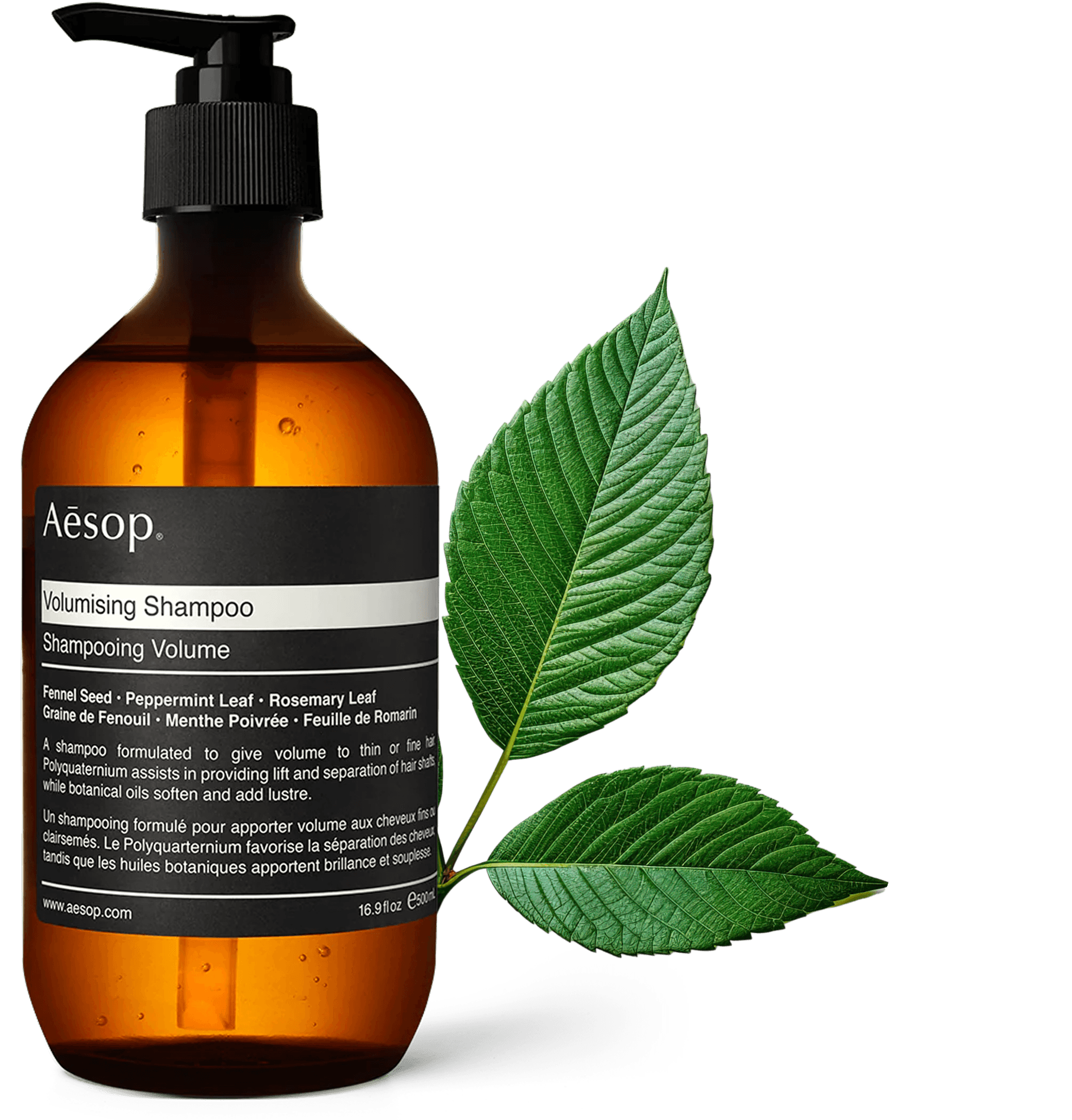 Aesop